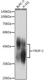 TROP2 Antibody in Western Blot (WB)