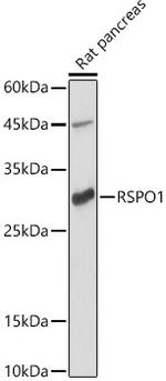 RSPO1 Antibody in Western Blot (WB)