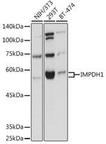 IMPDH1 Antibody in Western Blot (WB)