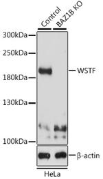 BAZ1B Antibody in Western Blot (WB)