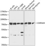 CHRNA9 Antibody in Western Blot (WB)