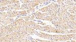 Tankyrase 2 Antibody in Immunohistochemistry (Paraffin) (IHC (P))