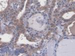 ECRG4 Antibody in Immunohistochemistry (Paraffin) (IHC (P))