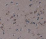 AHRR Antibody in Immunohistochemistry (Paraffin) (IHC (P))