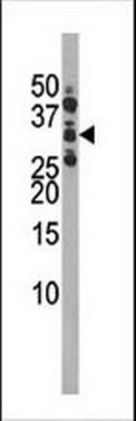 Phospho-CDK1 (Ser39) Antibody in Western Blot (WB)