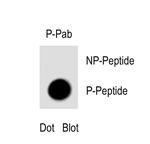 Phospho-VPS34 (Ser164) Antibody in Dot Blot (DB)