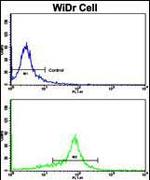 MMP15 Antibody in Flow Cytometry (Flow)