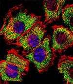 ENO1 Antibody in Immunocytochemistry (ICC/IF)