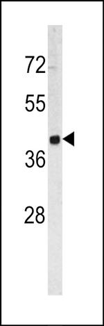 TROP2 Antibody in Western Blot (WB)