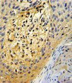 SPARC Antibody in Immunohistochemistry (Paraffin) (IHC (P))