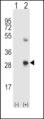 SPARC Antibody in Western Blot (WB)