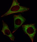 MOB4A Antibody in Immunocytochemistry (ICC/IF)