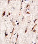 MOB4A Antibody in Immunohistochemistry (Paraffin) (IHC (P))