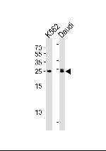 MOB4A Antibody in Western Blot (WB)