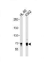 ELF4 Antibody in Western Blot (WB)