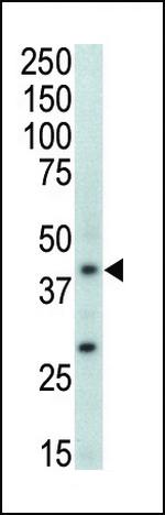 p38 MAPK beta Antibody in Western Blot (WB)