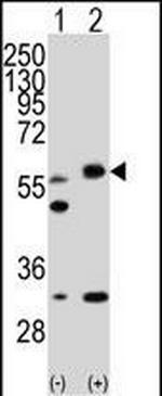 LKB1 Antibody in Western Blot (WB)