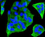 CLOCK Antibody in Immunocytochemistry (ICC/IF)