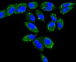 CLOCK Antibody in Immunocytochemistry (ICC/IF)