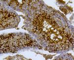 CLOCK Antibody in Immunohistochemistry (Paraffin) (IHC (P))