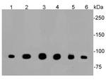 CLOCK Antibody in Western Blot (WB)