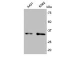 BCL-X Antibody in Western Blot (WB)