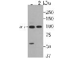 Band 3 Antibody in Western Blot (WB)