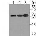 RANBP1 Antibody in Western Blot (WB)