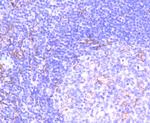 NOX2 Antibody in Immunohistochemistry (Paraffin) (IHC (P))
