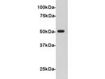 V5 Tag Antibody in Western Blot (WB)