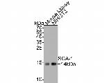 Sca-1 Antibody in Western Blot (WB)