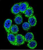 HYOU1 Antibody in Immunocytochemistry (ICC/IF)