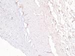 FOXD1 Antibody in Immunohistochemistry (Paraffin) (IHC (P))