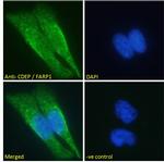 FARP1 Antibody in Immunocytochemistry (ICC/IF)