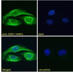 FARP1 Antibody in Immunocytochemistry (ICC/IF)