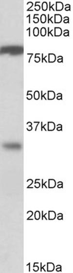 CLCA1 Antibody in Western Blot (WB)