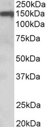 OMG Antibody in Western Blot (WB)