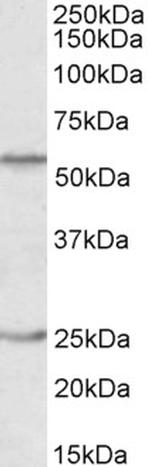 Oct-2 Antibody in Western Blot (WB)