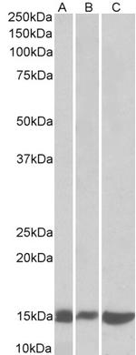 Galectin 1 Antibody in Western Blot (WB)