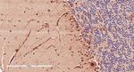 Doublecortin Antibody in Immunohistochemistry (Paraffin) (IHC (P))