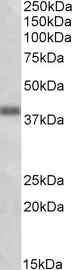 OXER1 Antibody in Western Blot (WB)