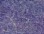 CYP1A1 Antibody in Immunohistochemistry (Paraffin) (IHC (P))