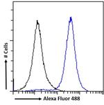 IRF4 Antibody in Flow Cytometry (Flow)