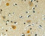 POFUT1 Antibody in Immunohistochemistry (Paraffin) (IHC (P))