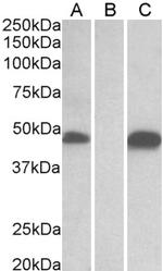 POFUT1 Antibody in Western Blot (WB)