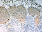 NUMBL Antibody in Immunohistochemistry (Paraffin) (IHC (P))