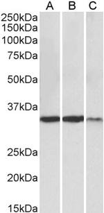 LDHA Antibody in Western Blot (WB)