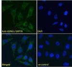 GRP78 Antibody in Immunocytochemistry (ICC/IF)