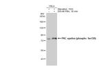 Phospho-PKC epsilon (Ser729) Antibody in Western Blot (WB)