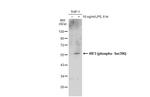 Phospho-IRF3 (Ser396) Antibody in Western Blot (WB)